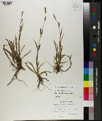 Carex microdonta image