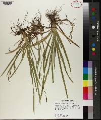 Carex microdonta image