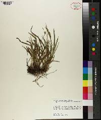 Carex microdonta image