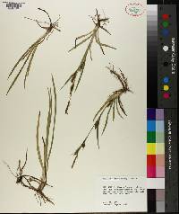 Carex microdonta image