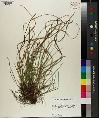 Carex nigromarginata image