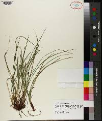 Carex nigromarginata image