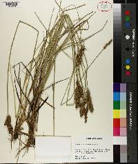 Carex oklahomensis image