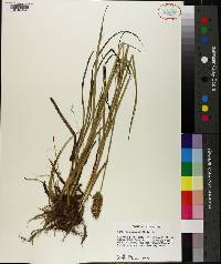 Carex oklahomensis image