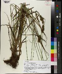 Carex oklahomensis image