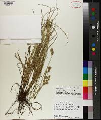 Carex molestiformis image