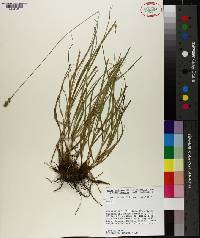 Carex muehlenbergii var. australis image