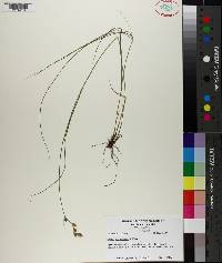 Carex straminea image