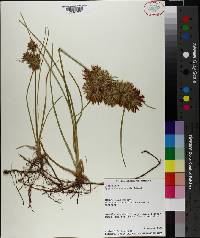 Cyperus onerosus image