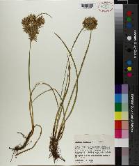 Cyperus onerosus image