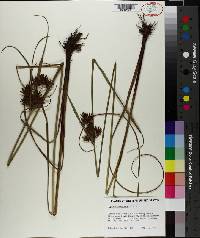 Cyperus setigerus image