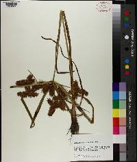 Cyperus erythrorhizos image