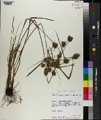 Cyperus lancastriensis image