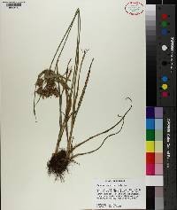 Cyperus lancastriensis image