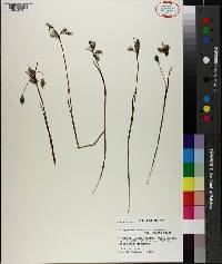 Eriophorum angustifolium subsp. triste image