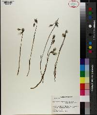 Eriophorum angustifolium subsp. triste image