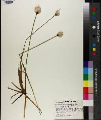 Eriophorum russeolum image