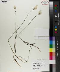 Eriophorum russeolum image