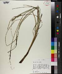 Carex decomposita image