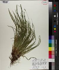 Carex communis var. communis image