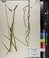 Carex conjuncta image