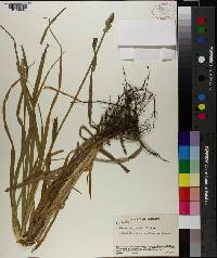 Carex conjuncta image