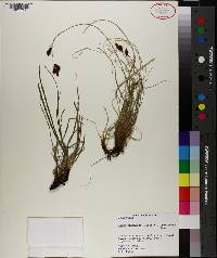 Carex franklinii image