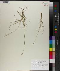 Carex brunnescens image