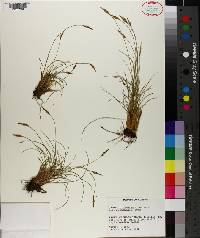 Carex circinnata image