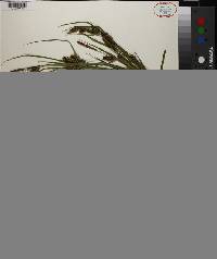 Carex houghtonii image