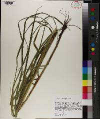 Carex trichocarpa image