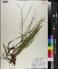 Carex lucorum image