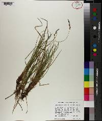 Carex lucorum image