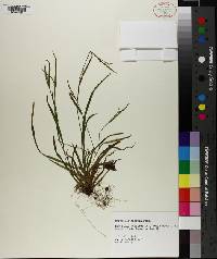 Carex leptonervia image