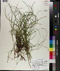 Carex lucorum image