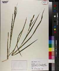 Carex shortiana image