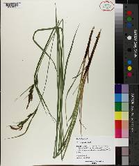 Carex aquatilis image