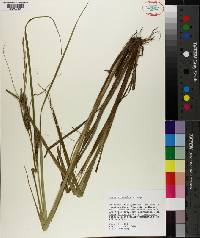 Carex atherodes image