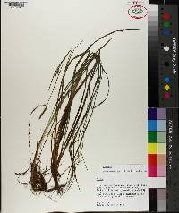 Carex ouachitana image