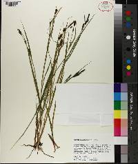 Carex paucicostata image