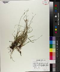 Carex peckii image