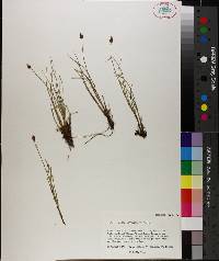 Carex arctogena image