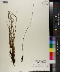 Carex nigra image