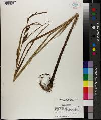 Carex lacustris image