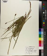 Carex pachystachya image