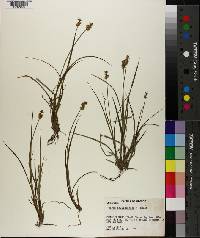 Carex phyllomanica image