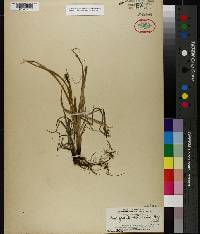 Carex aquatilis var. stans image