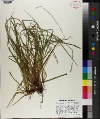 Carex communis image