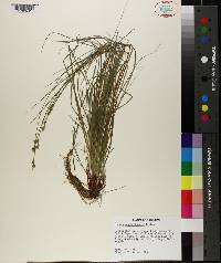 Carex physorhyncha image