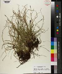 Carex physorhyncha image